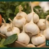 تنها راز محبوبیت سیر همدان که تا بحال نمی‌دانستید